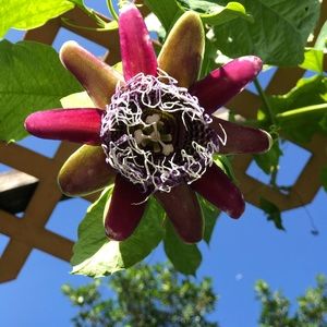 Meet your Posher, Susie